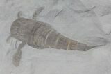 Eurypterus (Sea Scorpion) Fossil - New York #70648-1
